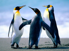 Load image into Gallery viewer, yhytyhhggh hhyhyhgh
