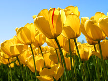 Load image into Gallery viewer, 3rd marchhh
